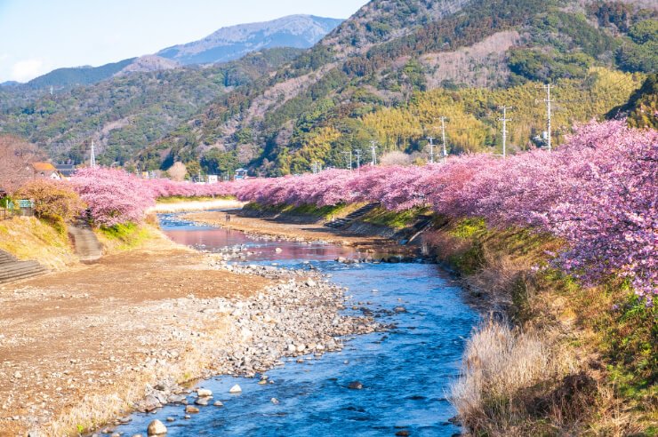 🌸 미나토강 가와즈 벚꽃 로드 (미나토가와 가와즈자쿠라 로도) 이미지 3